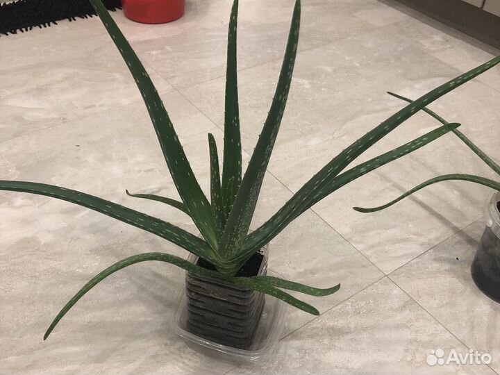 Алоэ лечебный