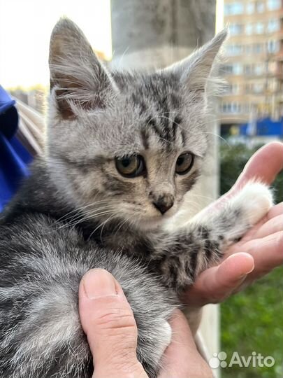 Котенок Василиса