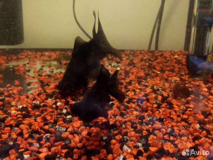 Телескоп чёрный, Оранда красная шапочка