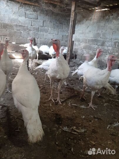 Индюки бройлеры