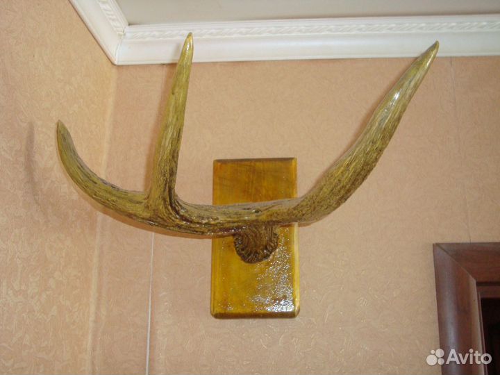 Рога лося,оленя,косули