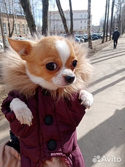 Супер мини чихуахуа вязка