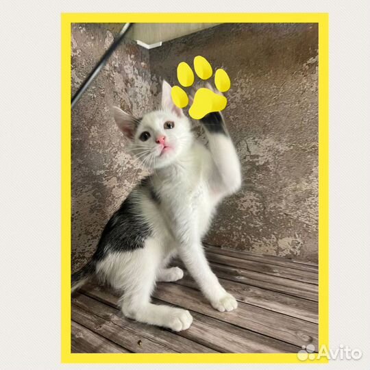 Дай Джим на счастье лапу мне, котенок в дар