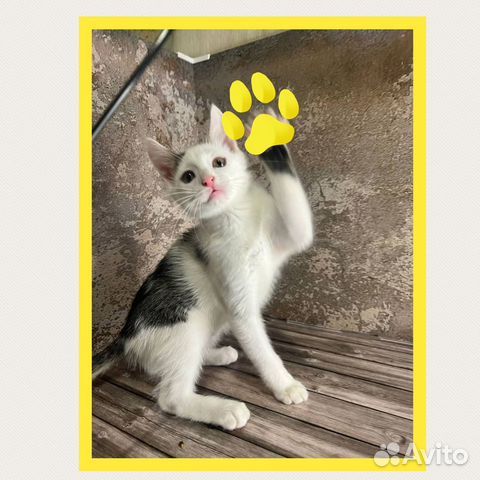 Дай Джим на счастье лапу мне, котенок в дар