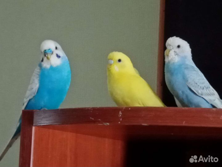 Волнистые попугайчики