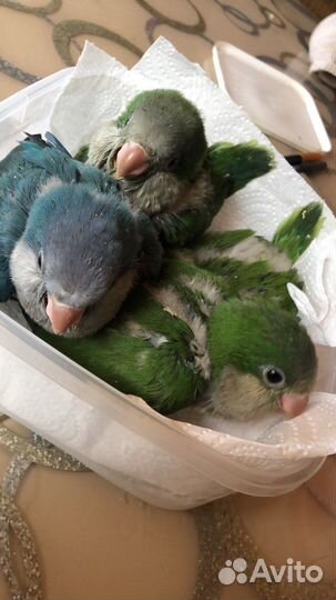 Калита монах птенцы выкормыши