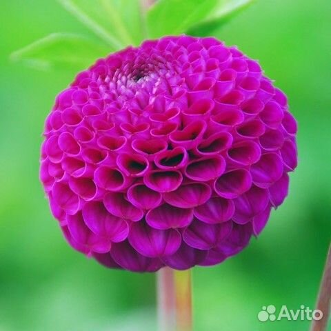 Садовые растения