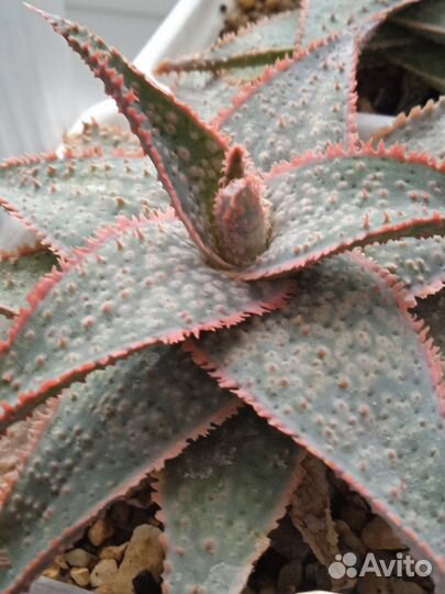 Алоэ рауха гибрид культивар коллекционный