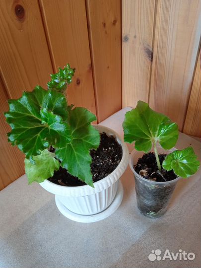 Комнатные цветы. Бегонии