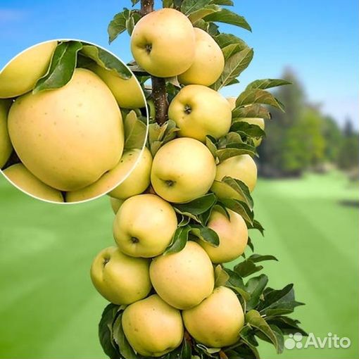 Саженцы яблони колоновидной