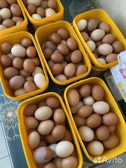 Домашние куриные яйца