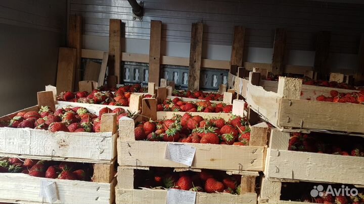 Клубника Ягода Свежая из Киргизии