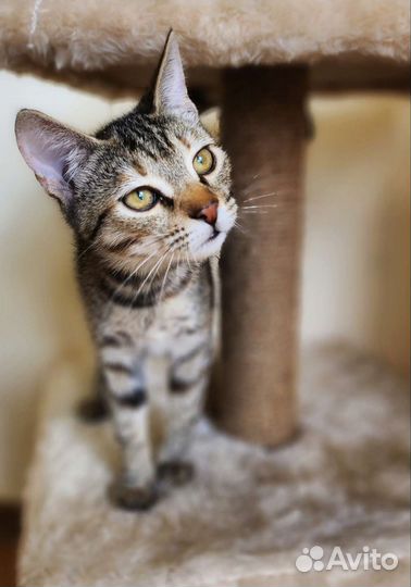 Котята бесплатно