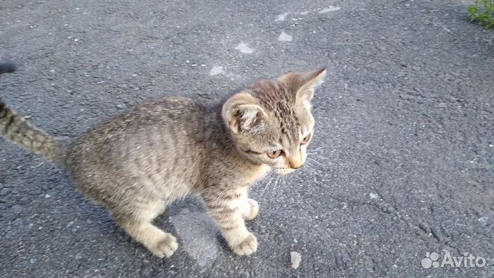 Серенький полосатик