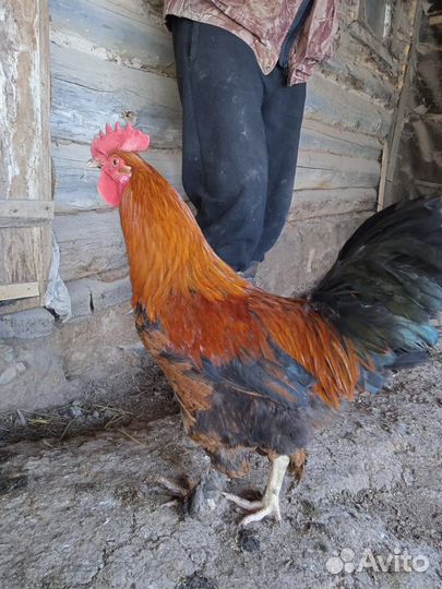 Молодые петушки