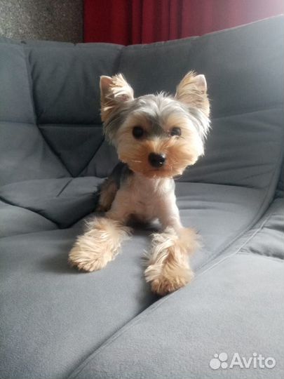 Йоркширский терьер