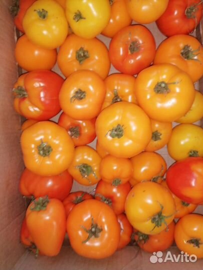 Помидоры домашние