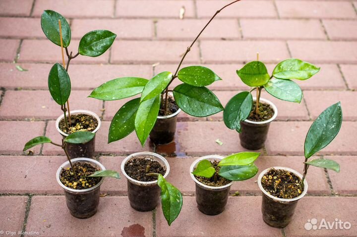 Хойя карноза (carnosa), мясистая