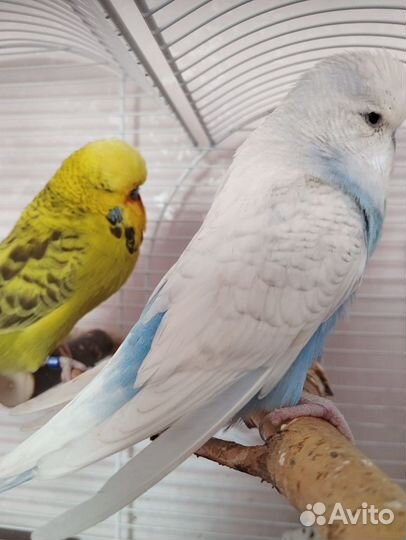 Пара выставочных волнистых попугаев (чехов)