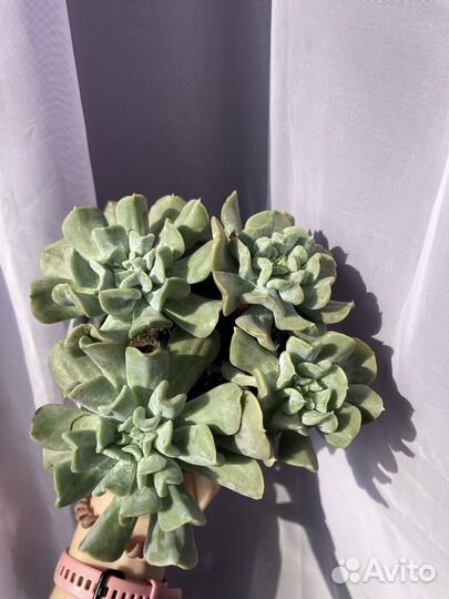 Суккуленты