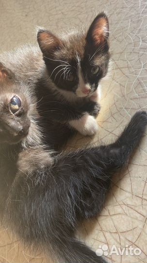 Кошка 2 месяца к лотку приучена