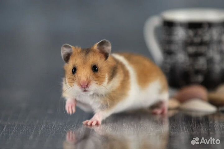 Сирийские Ангорские Умные Хомяки Джунгарики Клетки