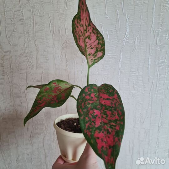 Аглаонема