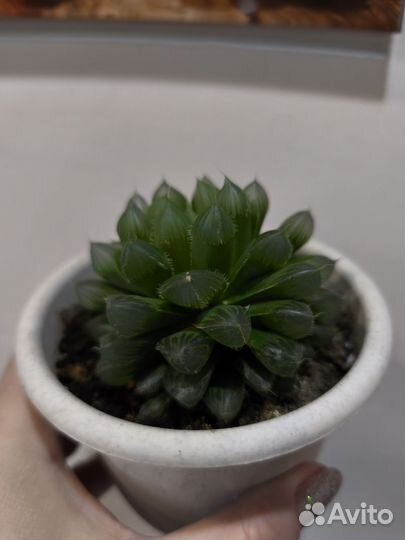 Хавортия пузырчатая