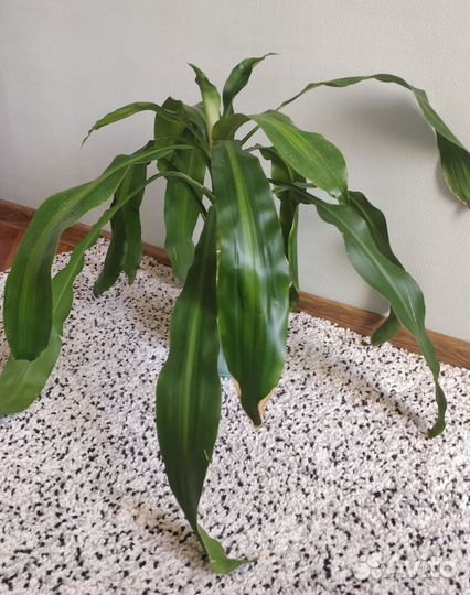 Пальма драцена