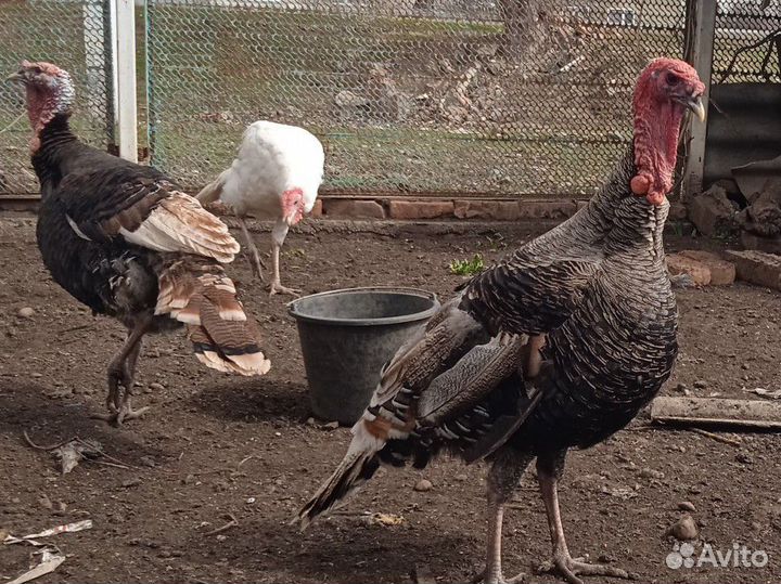 Индюки и индюшки