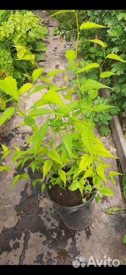 Керрия японская