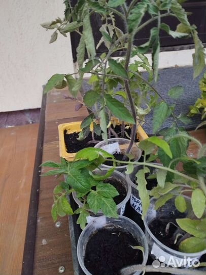 Рассада огурцов и помидор