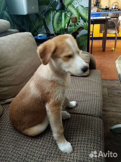 Отдам щенка в добрые руки