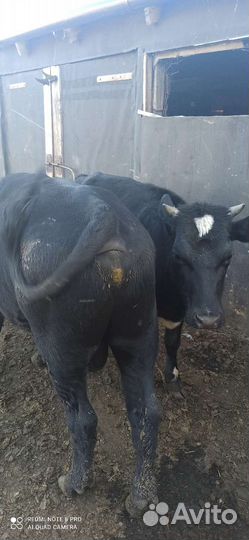 Корова высокоудойная