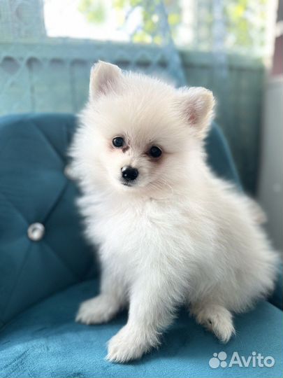 Щенки шпица