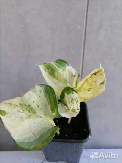 Эпипремнум хеппи лиф