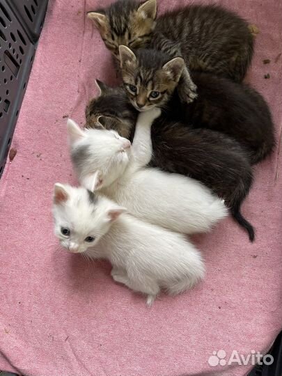 Котята в добрые руки