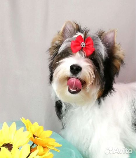 Щенок Бивер Йорк девочка