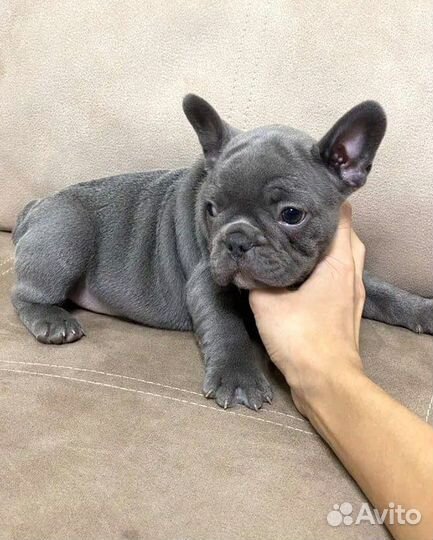 Французский бульдог щенок