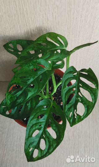 Монстера манки маск