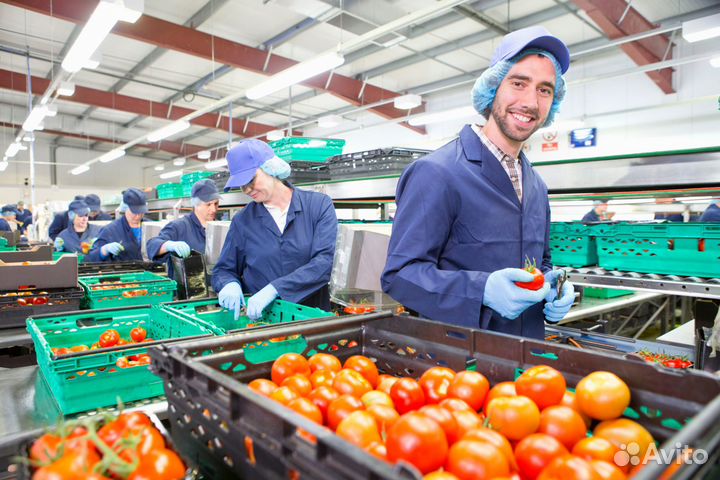 Сортировщик(ца) томатов вахта г. людиново