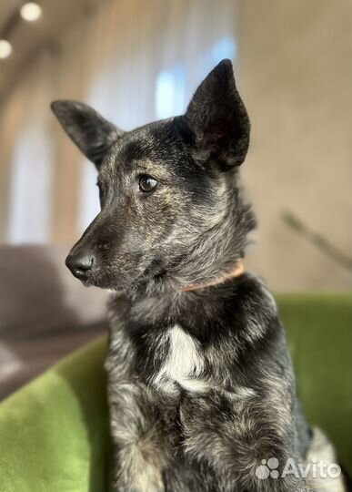 Щенок в добрые руки бесплатно