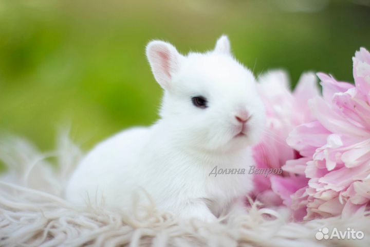 Карликовый кролик хотот девочка