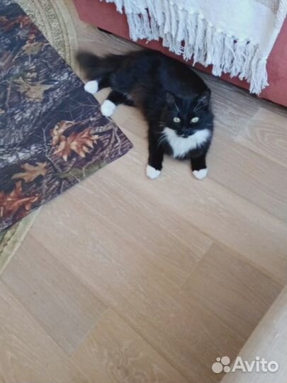 Кошечка ищет добрые ручки