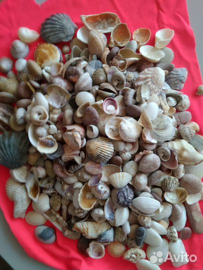 Ракушки с моря