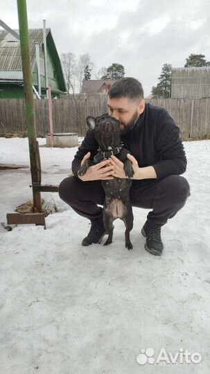 Передержка собак