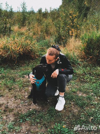 Кинолог, выгул собак