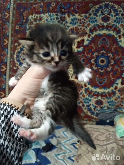 Кошка в дар бесплатно