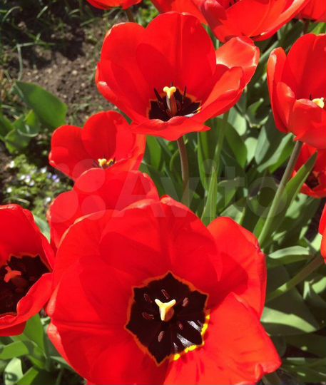 Дача 55 м² на участке 6 сот.