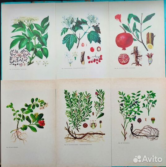 Винтажные ботанические иллюстрации растения